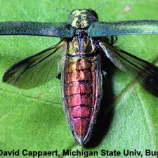 Attēlu rezultāti vaicājumam “Heterotrichia insignis (syn. Arcyria insignis) macro”