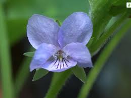 Attēlu rezultāti vaicājumam “Viola mirabilis flower”