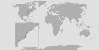 Image result for Huso brevirostrum