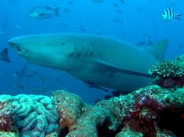 Image result for Nebrius ferrugineus