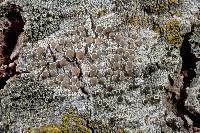 Attēlu rezultāti vaicājumam “Lecanora albella”