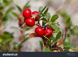 Attēlu rezultāti vaicājumam “Arctostaphylos uva-ursi fruit”