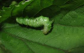 Attēlu rezultāti vaicājumam “Pleuroptya ruralis”