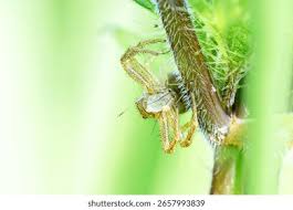 Attēlu rezultāti vaicājumam “Xysticus ulmi adult”