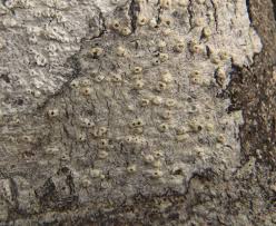 Attēlu rezultāti vaicājumam “Thelotrema lepadinum”