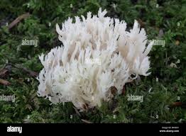 Attēlu rezultāti vaicājumam “Clavulina coralloides”