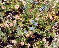 Image result for Anagallis arvensis