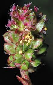 Attēlu rezultāti vaicājumam “Poterium sanguisorba”