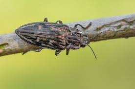 Attēlu rezultāti vaicājumam “Chalcophora mariana”