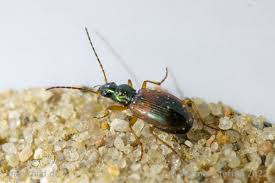 Attēlu rezultāti vaicājumam “Anchomenus dorsalis”