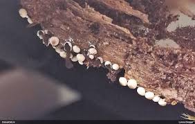 Attēlu rezultāti vaicājumam “Diderma subviridifuscum var. macrospora*”