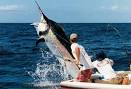 Maui - Black Marlin - Hawaii