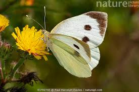 Attēlu rezultāti vaicājumam “Pieris brassicae female”