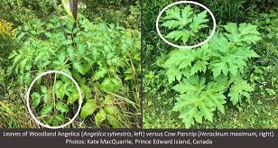 Attēlu rezultāti vaicājumam “Angelica sylvestris leaf”