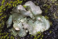 Attēlu rezultāti vaicājumam “Dermatocarpon luridum”