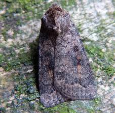 Attēlu rezultāti vaicājumam “Caradrina morpheus”