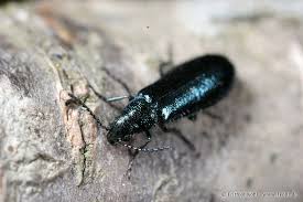 Attēlu rezultāti vaicājumam “Dasytes caeruleus imago”