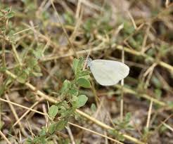 Attēlu rezultāti vaicājumam “Leptidea sinapis underside”
