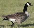 Anatidae