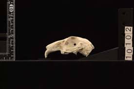 Attēlu rezultāti vaicājumam “Lepus sp.”