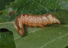 Attēlu rezultāti vaicājumam “Notodonta dromedarius”