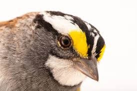 Image result for Zonotrichia albicollis