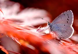 Attēlu rezultāti vaicājumam “Cupido minimus underside”