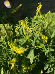 Attēlu rezultāti vaicājumam “Melilotus wolgicus flower”