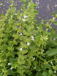 Image result for Melissa officinalis