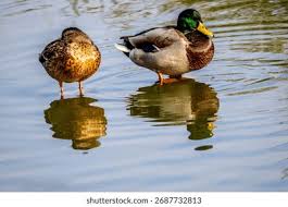 Attēlu rezultāti vaicājumam “Anas platyrhynchos”