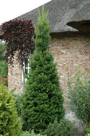 Attēlu rezultāti vaicājumam “Abies alba”