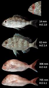 Image result for Pagrus