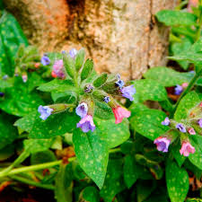 Image result for Pulmonaria officinalis