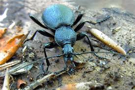 Attēlu rezultāti vaicājumam “Cychrus caraboides”