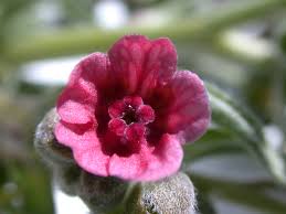 Attēlu rezultāti vaicājumam “Cynoglossum officinale flower”