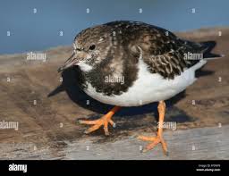 Attēlu rezultāti vaicājumam “Arenaria interpres”