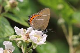 Attēlu rezultāti vaicājumam “Satyrium pruni underside”