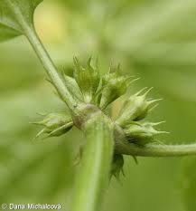 Attēlu rezultāti vaicājumam “Lamiastrum galeobdolon bud”