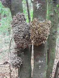 Attēlu rezultāti vaicājumam “Exobasidiales”