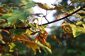 Attēlu rezultāti vaicājumam “Acer pseudoplatanus fo. purpurascens”