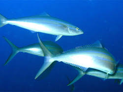 Image result for Elagatis bipinnulata