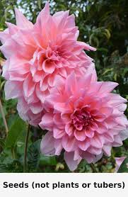 Image result for Dahlia x pinnata `Decorative Giants`