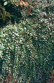 Attēlu rezultāti vaicājumam “Gaultheria cuneata”