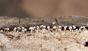 Attēlu rezultāti vaicājumam “Physarum cinereum macro”