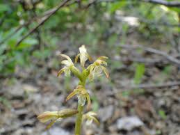 Attēlu rezultāti vaicājumam “Corallorhiza trifida”