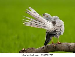 Attēlu rezultāti vaicājumam “Circus pygargus”