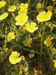 Attēlu rezultāti vaicājumam “Helianthemum nummularium”