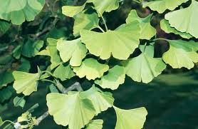 Attēlu rezultāti vaicājumam “Ginkgo biloba leaf”