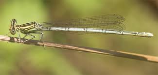 Attēlu rezultāti vaicājumam “Platycnemis pennipes”