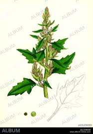 Attēlu rezultāti vaicājumam “Chenopodium rubrum”